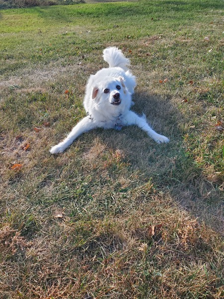 Kujo
