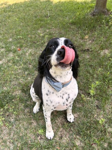 Chief