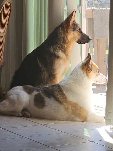 Bear & Bella