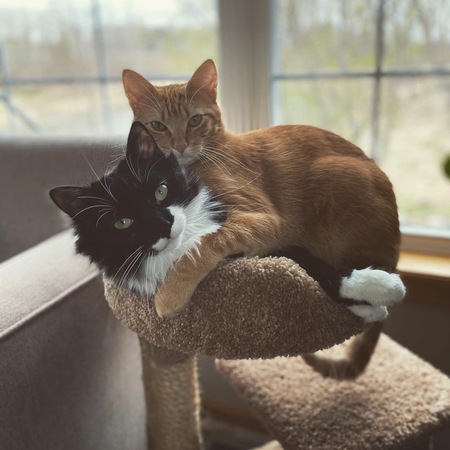 Oreo & Kit Kat