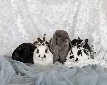 Gracie, Stella, Benji, and Daisy
