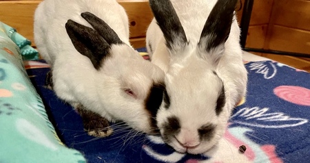 Abilene and TJ