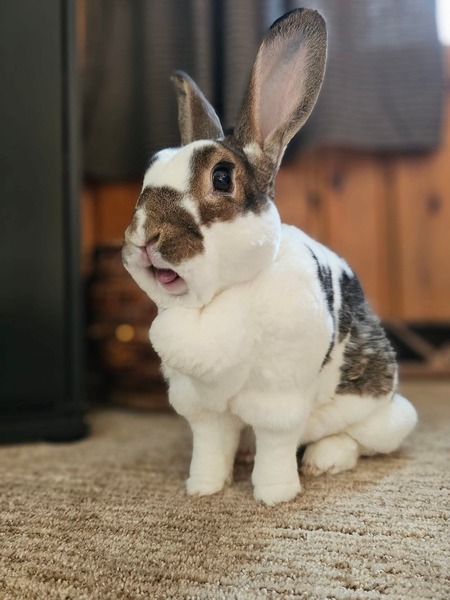 Pancake