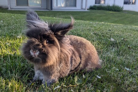 Charlie 