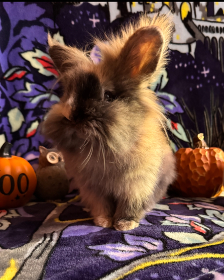 Leo