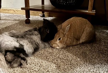 Pearle & Baxter 