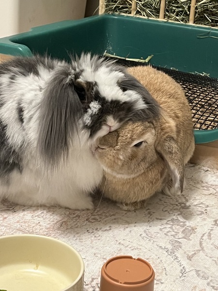 Oscar and Garfield 