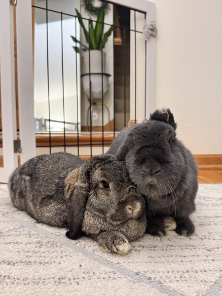 Blu and Lazzie