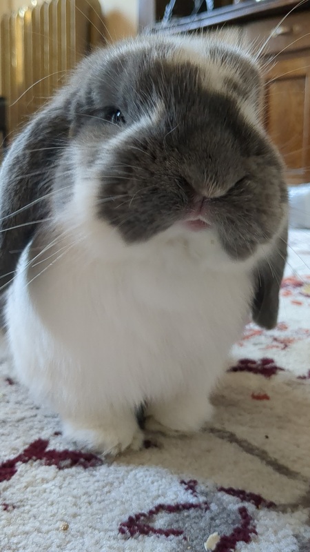 Oatmeal (Oaty)