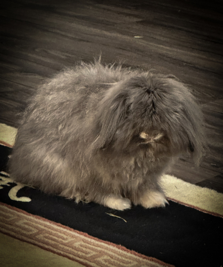 Emmett