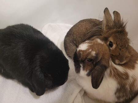 Ollie, Holly, and Charlie