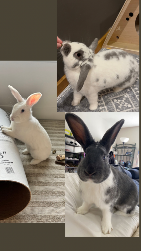 Rango, Mango, and Tango