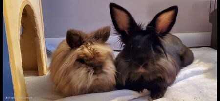 Ricky and Rudy