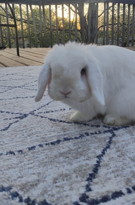 Herman