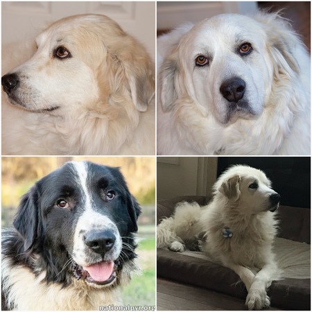 Sully, London, CJ, Newly