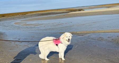 Lily Bear