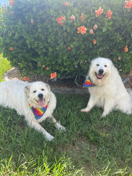 Lacey and Lilo