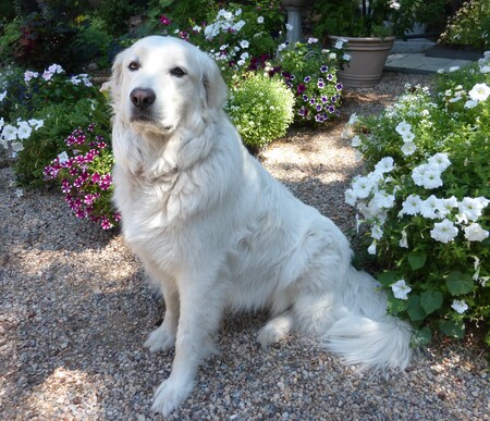 Daisy