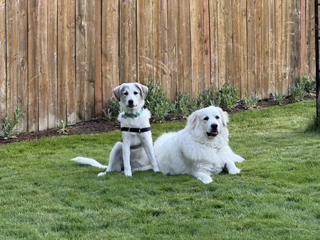 Willow & Luna