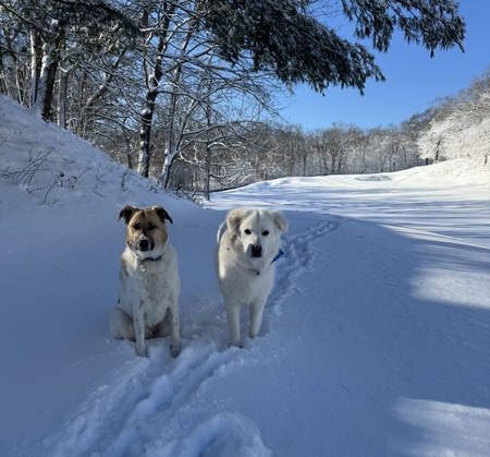 Maple and Lance 