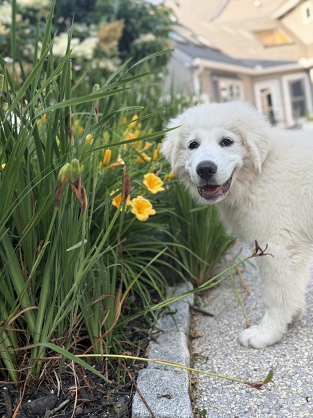 Archie (Archemedes)
