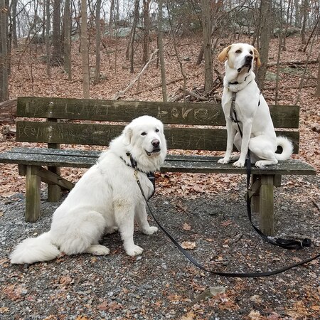 Odin and Ren