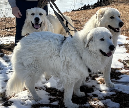 Frankie, Heidi and Princeton