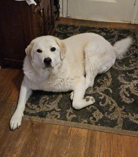 Gus (aka: Mr.Butters)