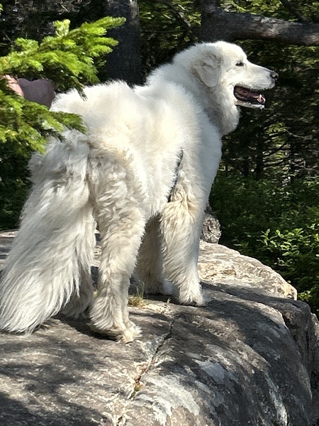 Lulu