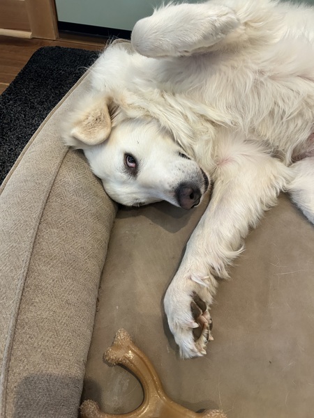 Dolly