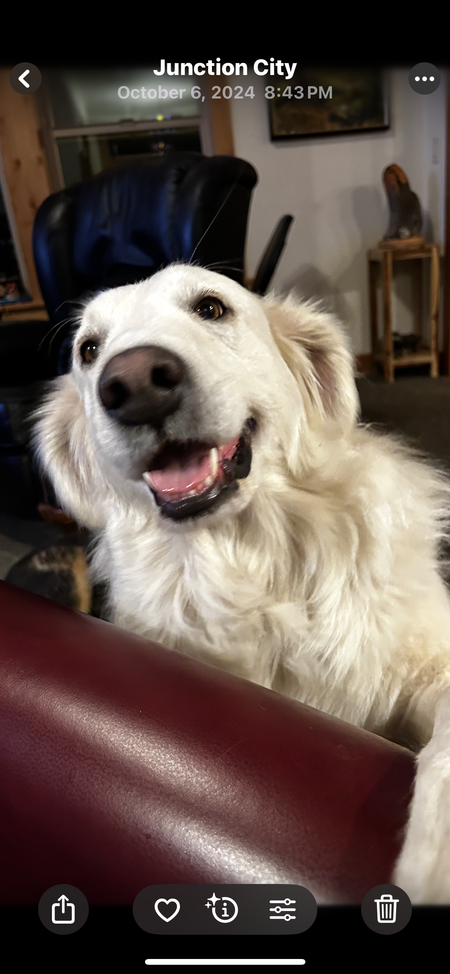 Dolly