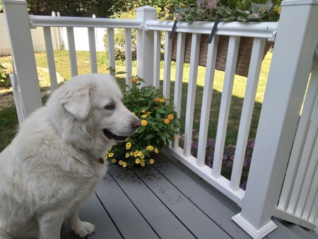 Gertie