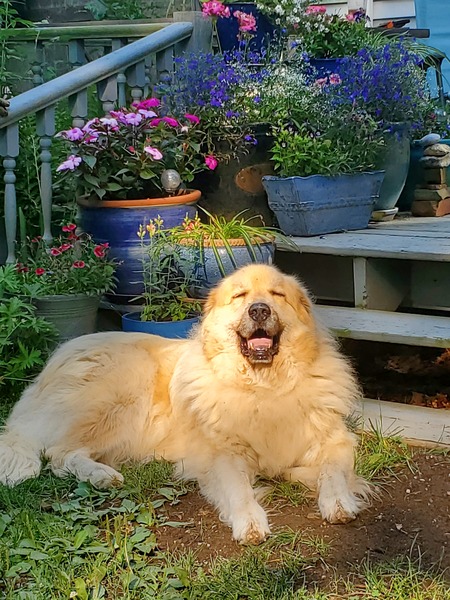 Vote for Tex National Pyr Rescue's 2026 Happy Endings Calendar Cover