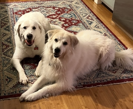 Trigger & Bear 