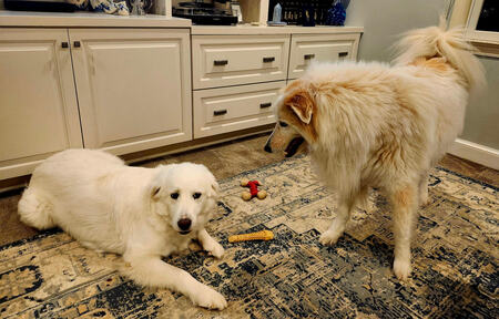 Guinevere and Sunny