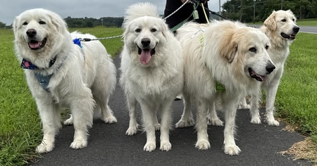 Lucca, Banksy, Jack, & Bubbles