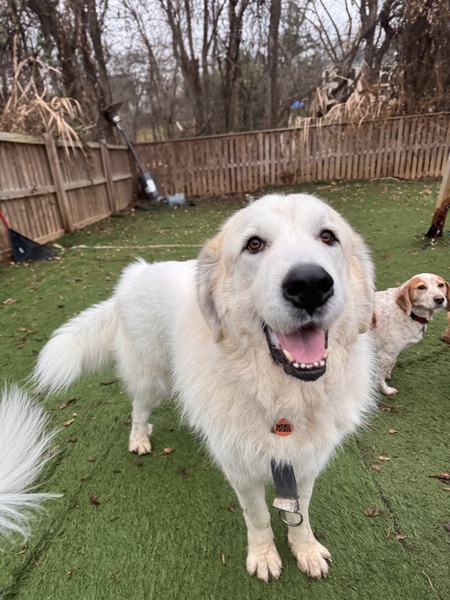 Arlo