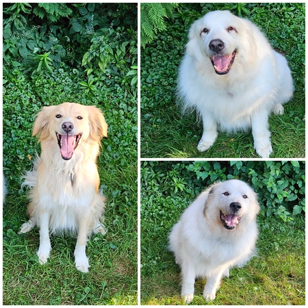 Missy, Wampa and Arlo 