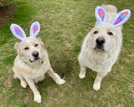 Chester and Lexi