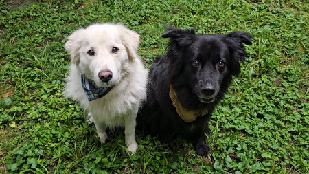 Ranger and Willow