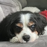 Entry image for Reggie