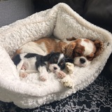 Entry image for Milo and Jax