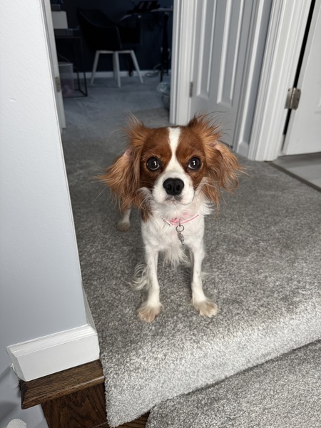 Daisy