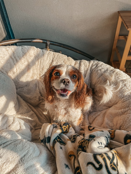 Entry image for Ruby. Clicking this image will show a larger photo