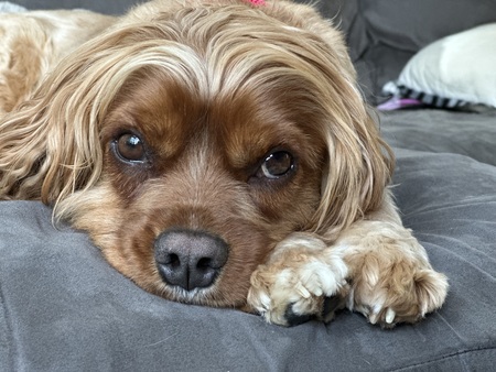 Entry image for Pablo. Clicking this image will show a larger photo