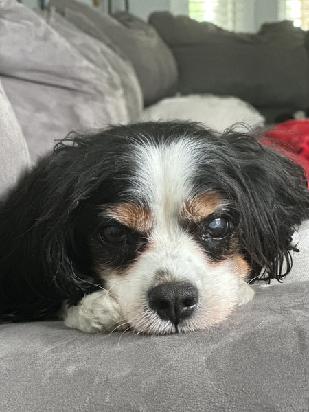 Entry image for Reggie. Clicking this image will show a larger photo