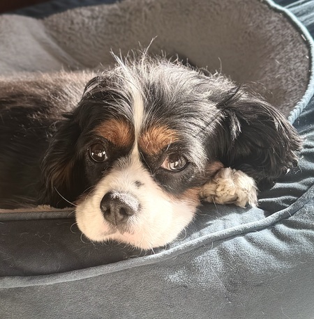 Entry image for Violet . Clicking this image will show a larger photo