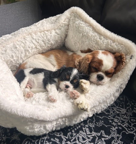 Entry image for Milo and Jax. Clicking this image will show a larger photo