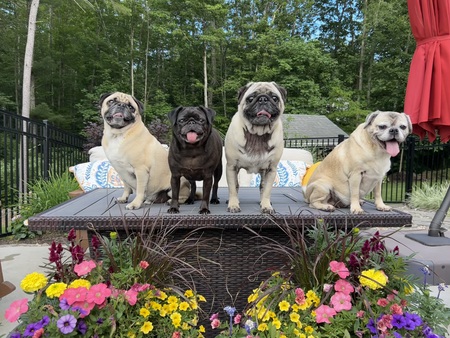 Linus, Kiwi, Charlie, and Eloise