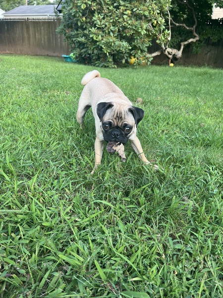 Mookie